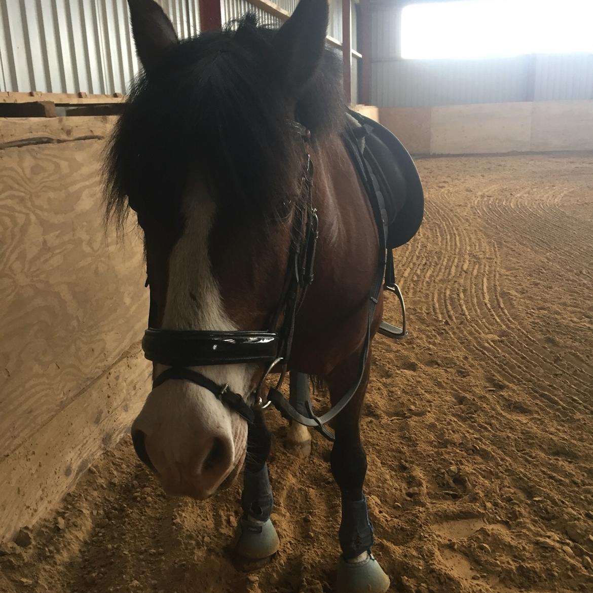 DSP Bæklunds Laredo billede 13