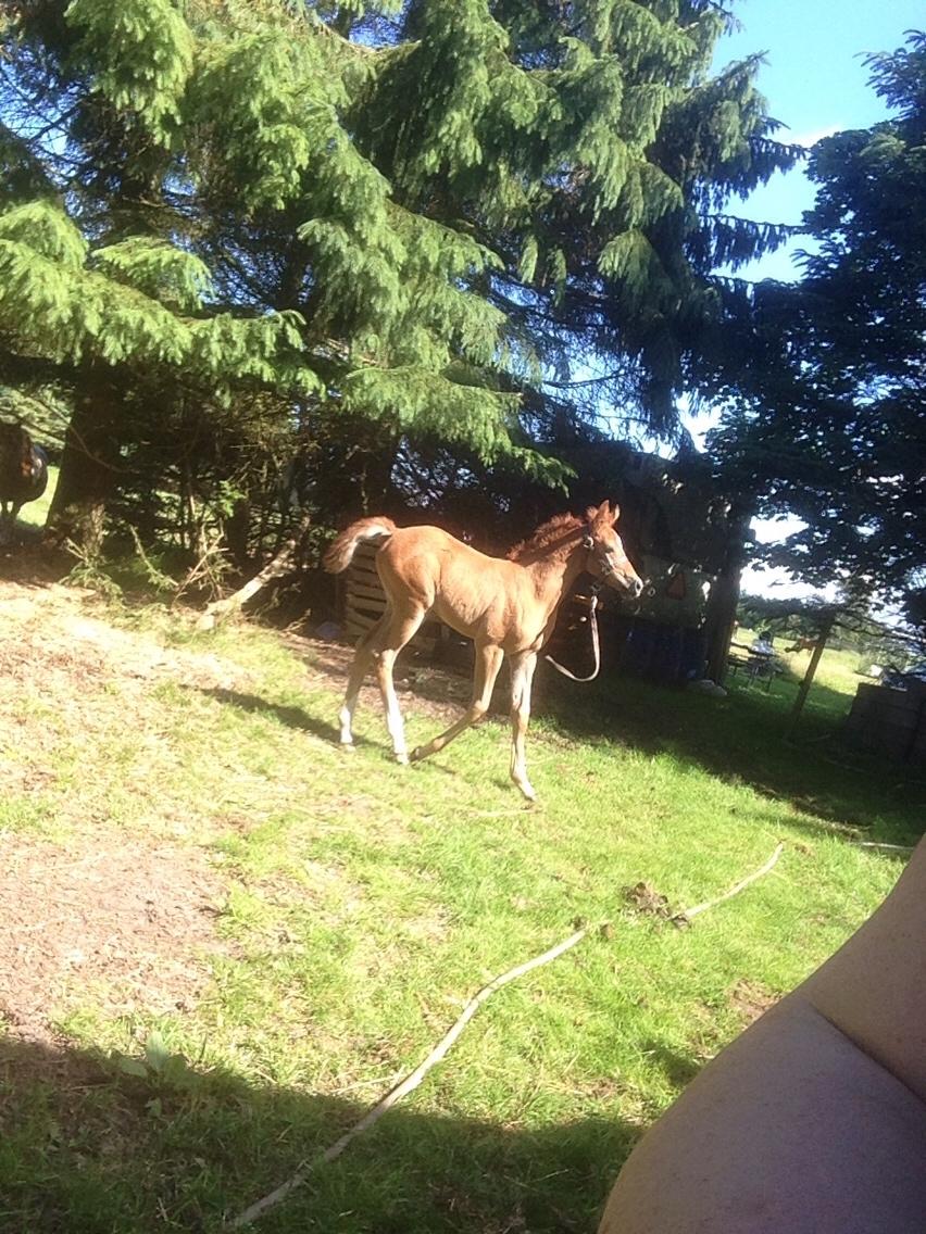 Arabisk fuldblod (OX) Lady Blunt Caiza Pox billede 2