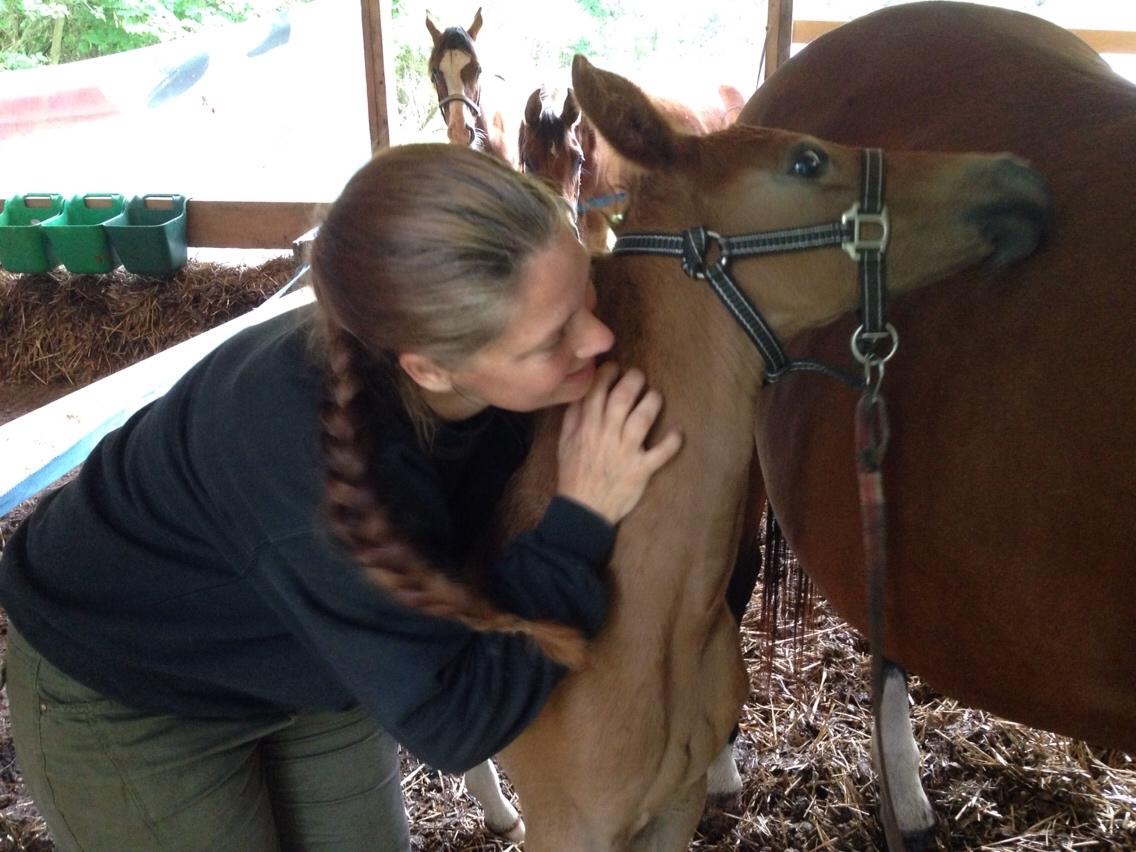 Arabisk fuldblod (OX) Lady Blunt Caiza Pox billede 3