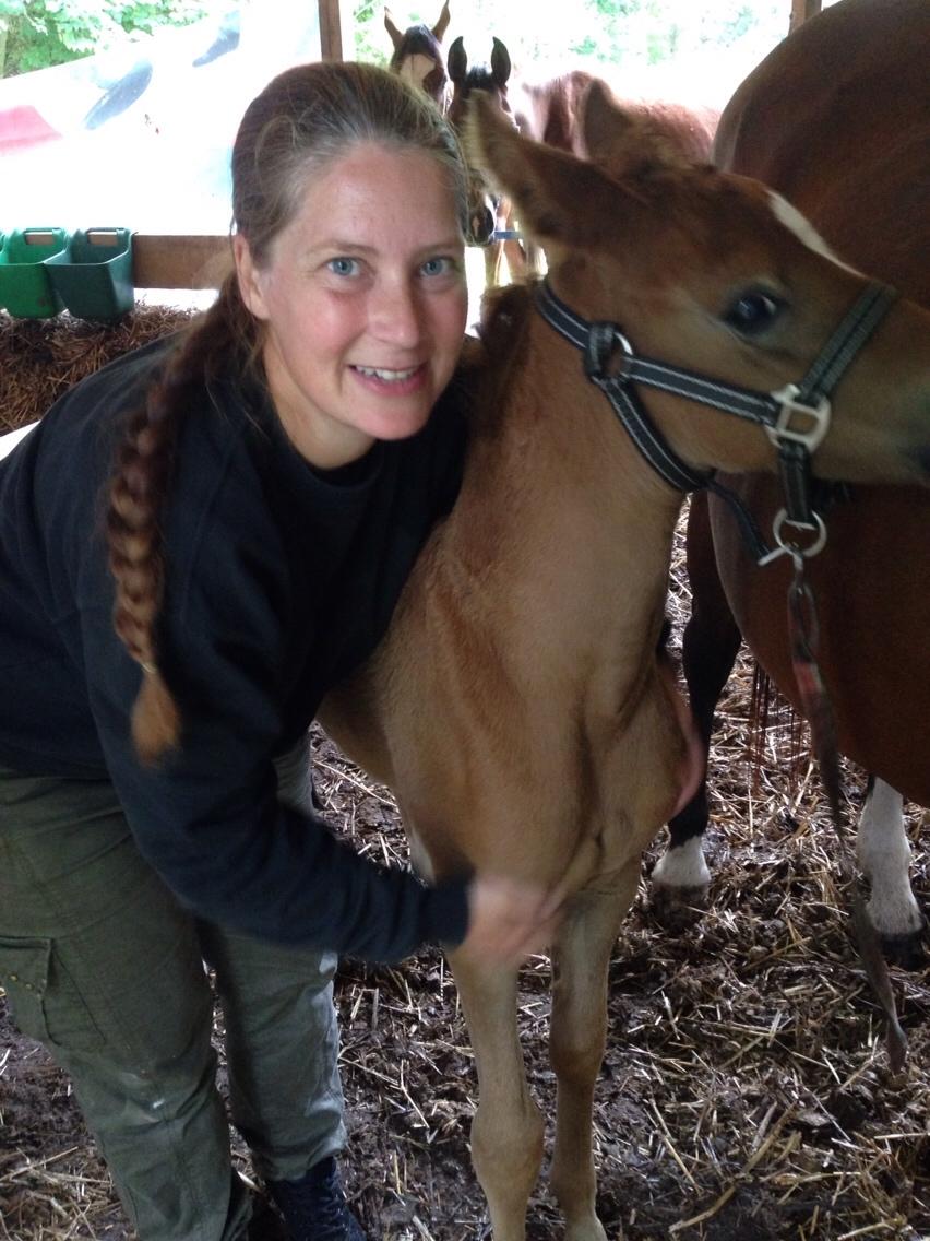 Arabisk fuldblod (OX) Lady Blunt Caiza Pox billede 4