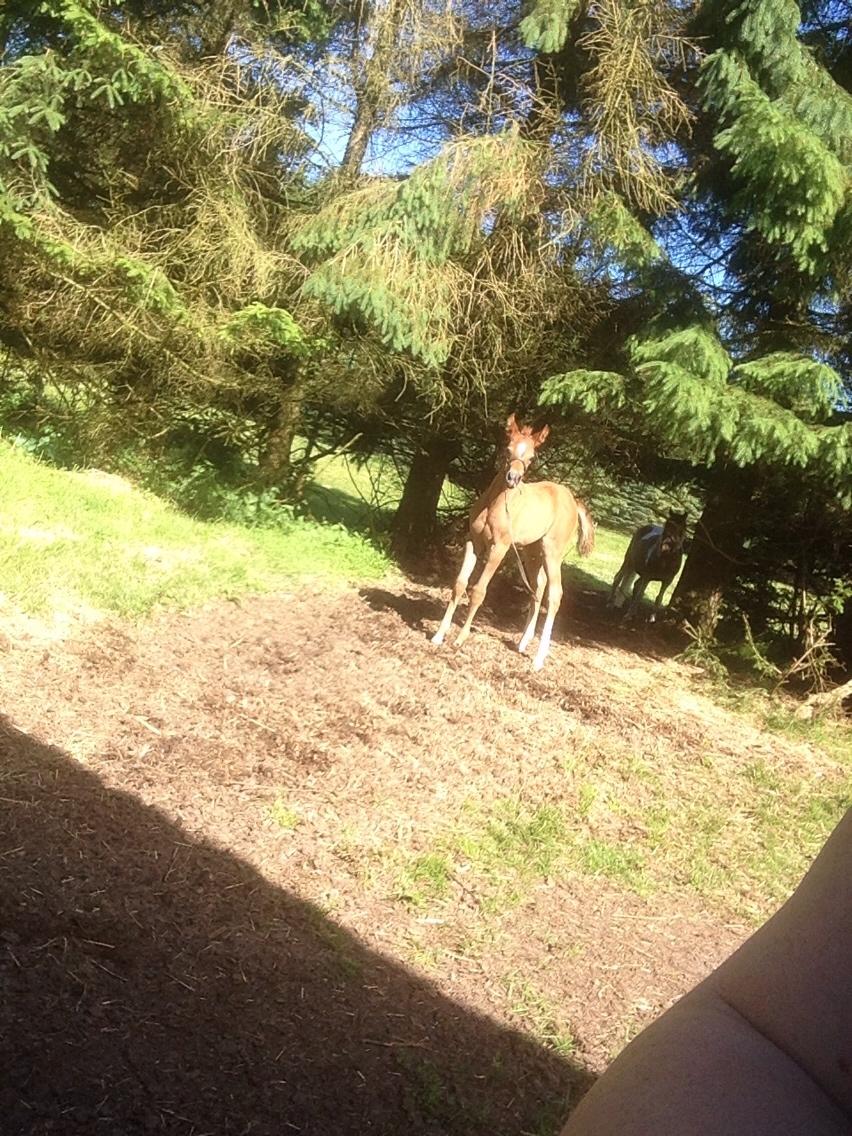 Arabisk fuldblod (OX) Lady Blunt Caiza Pox billede 1