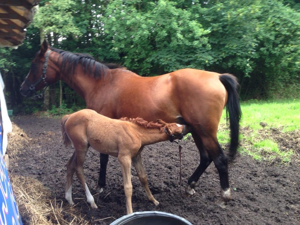 Arabisk fuldblod (OX) Lady Blunt Caiza Pox billede 5