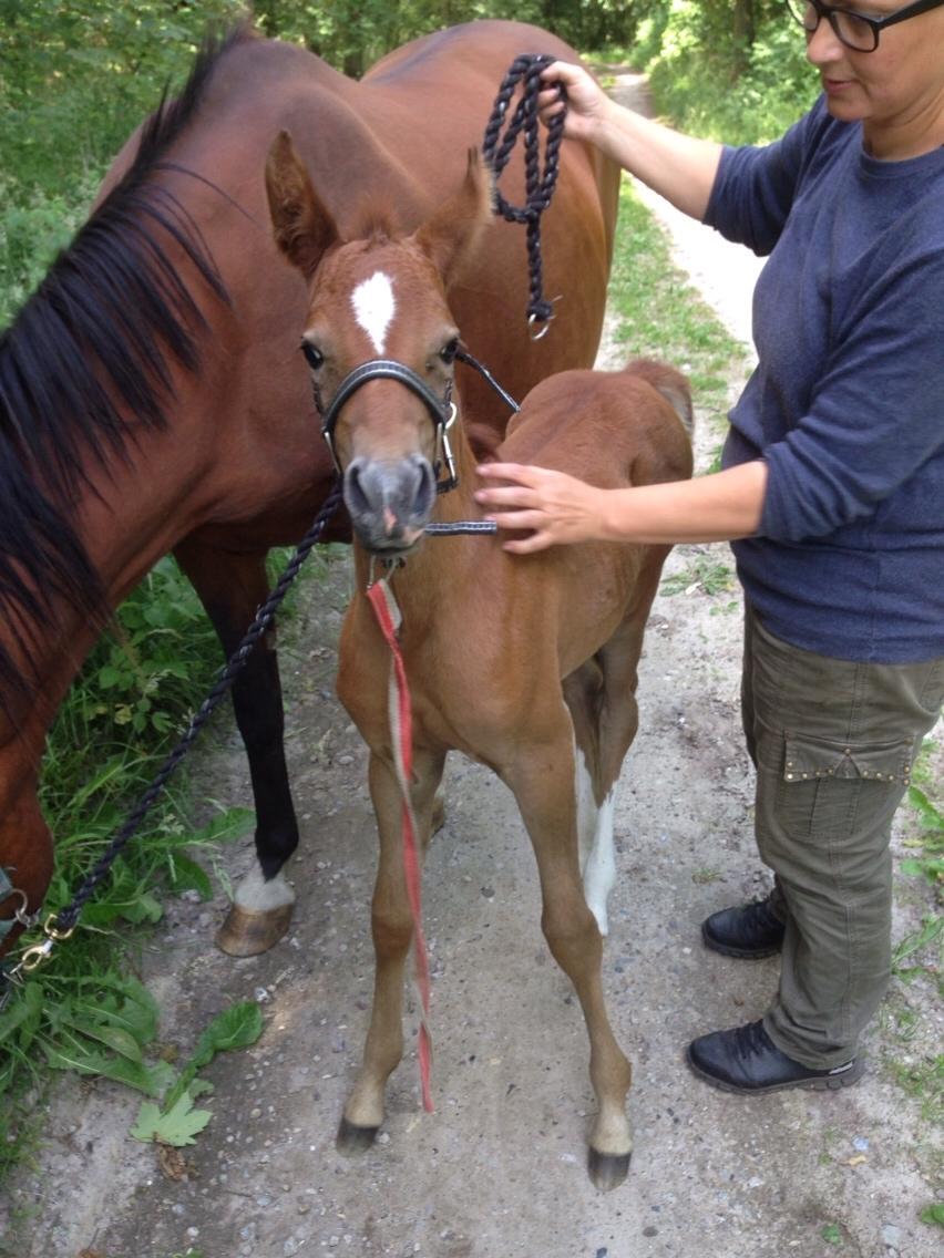 Arabisk fuldblod (OX) Lady Blunt Caiza Pox billede 7