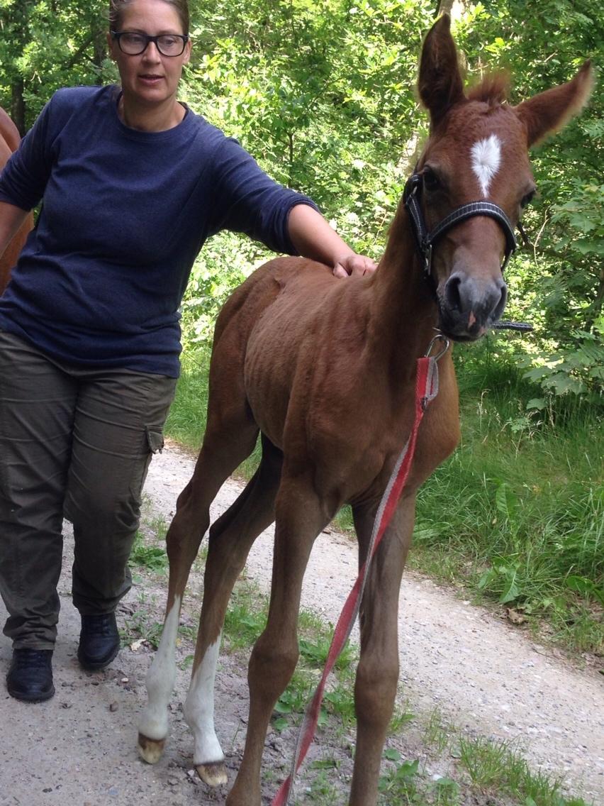 Arabisk fuldblod (OX) Lady Blunt Caiza Pox billede 8