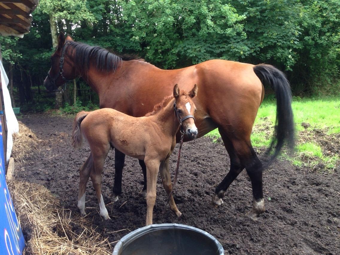 Arabisk fuldblod (OX) Lady Blunt Caiza Pox billede 6