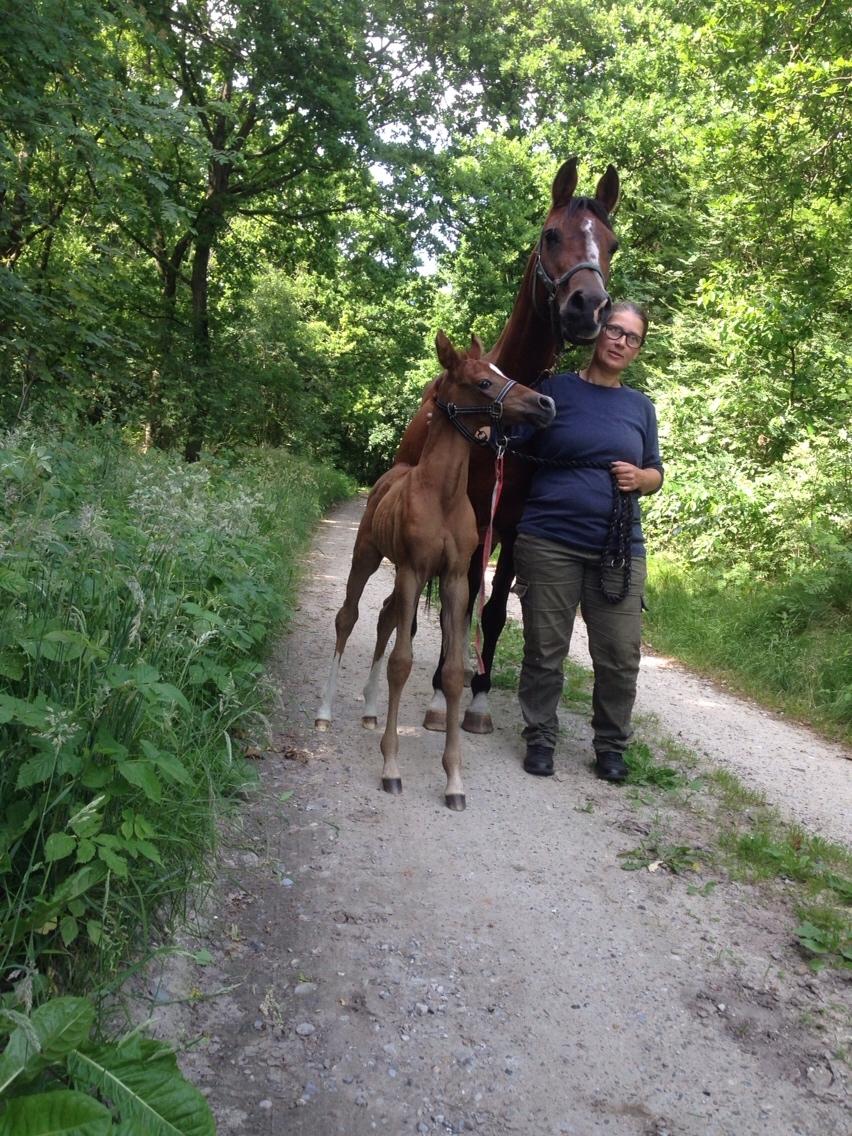 Arabisk fuldblod (OX) Lady Blunt Caiza Pox billede 9