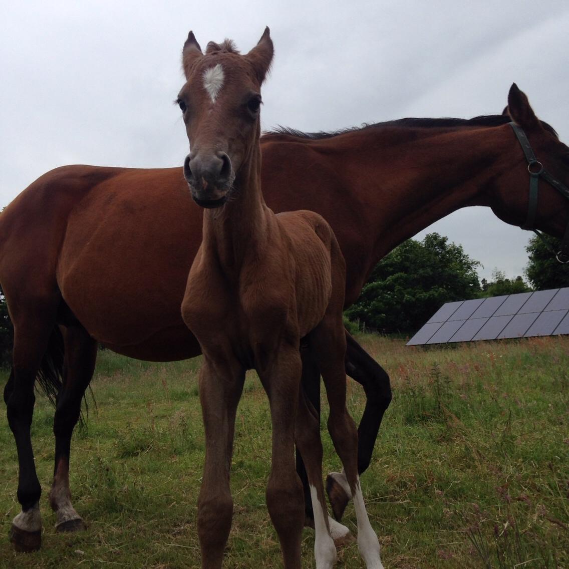 Arabisk fuldblod (OX) Lady Blunt Caiza Pox billede 11