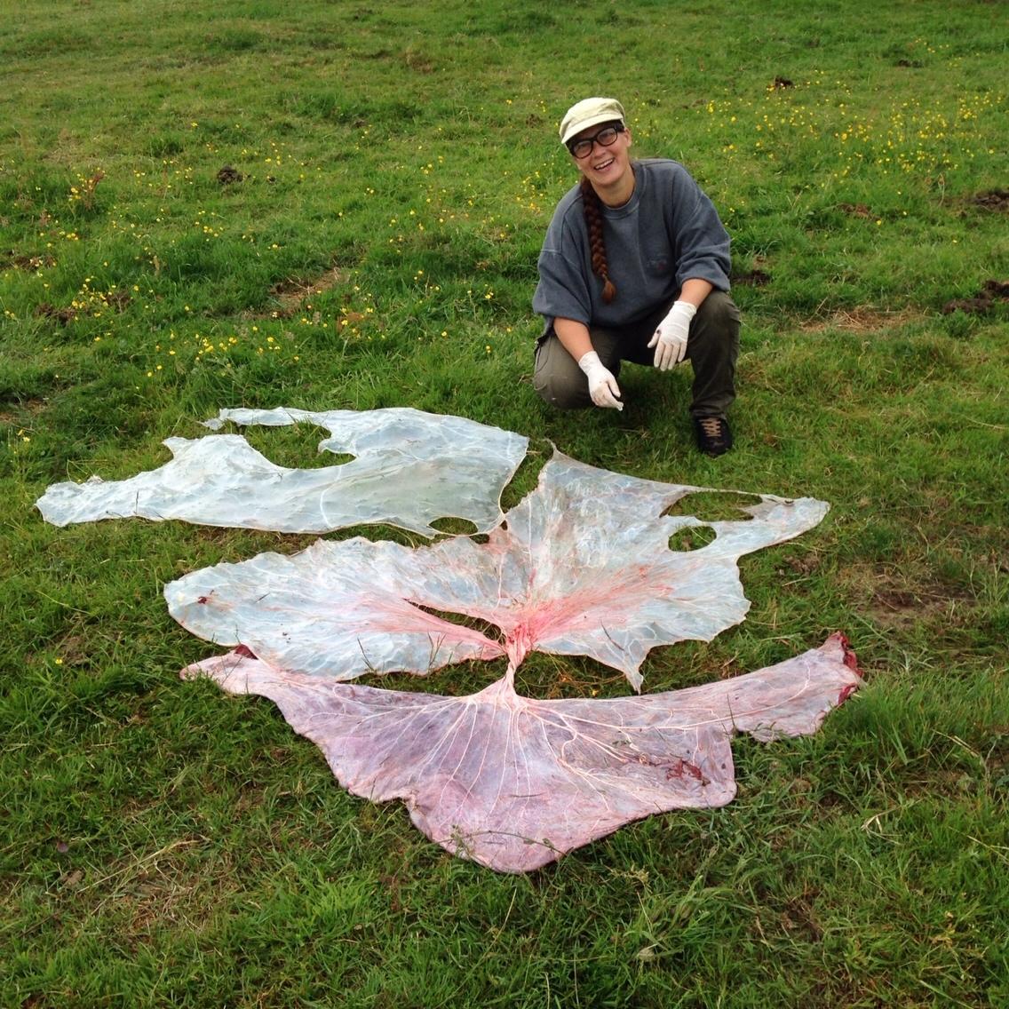 Arabisk fuldblod (OX) Lady Blunt Caiza Pox billede 10