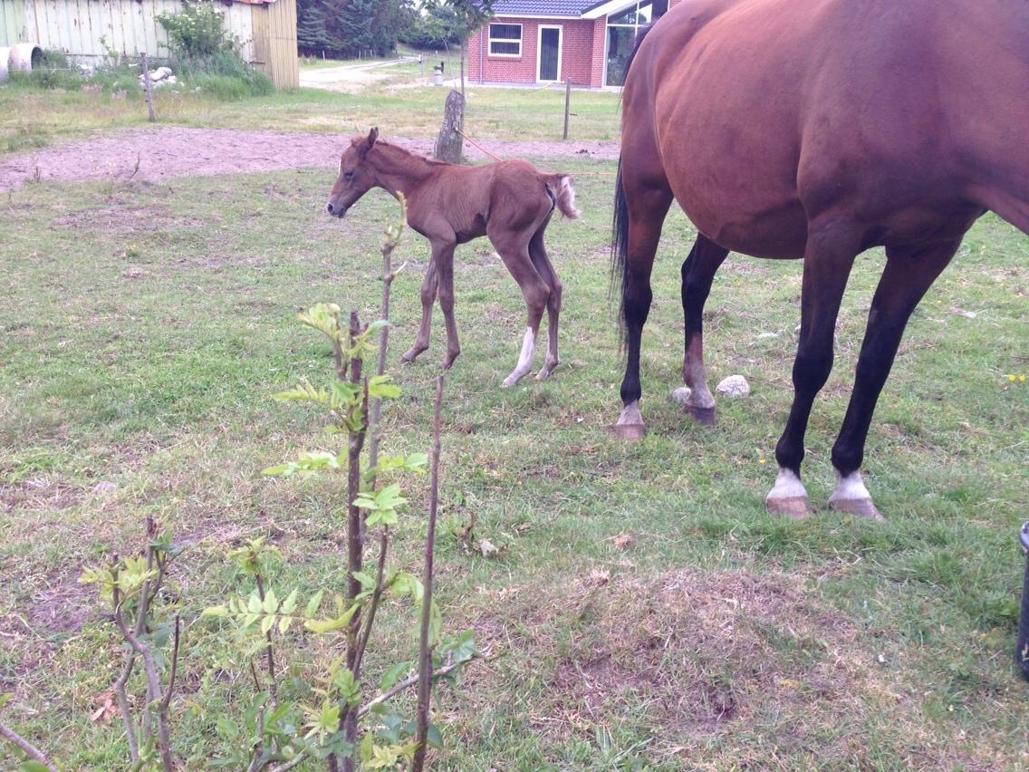 Arabisk fuldblod (OX) Lady Blunt Caiza Pox billede 12