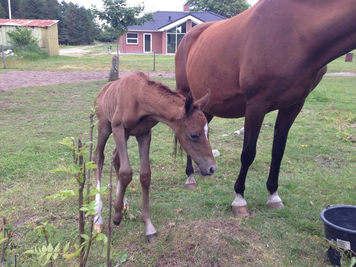 Arabisk fuldblod (OX) Lady Blunt Caiza Pox billede 14