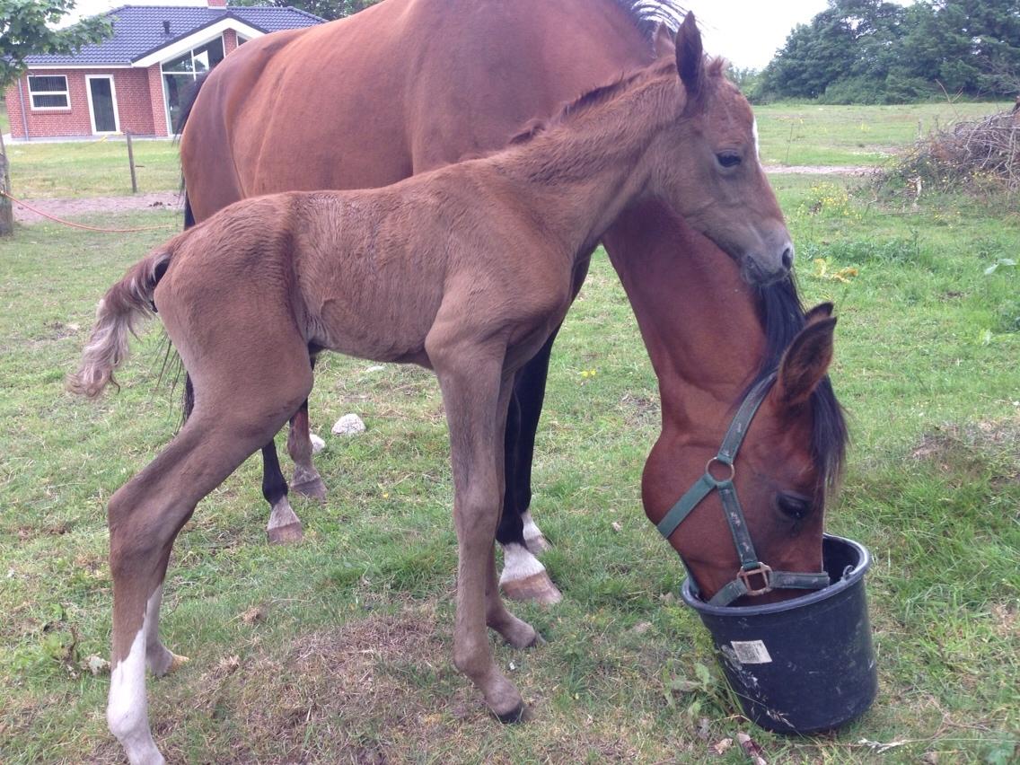 Arabisk fuldblod (OX) Lady Blunt Caiza Pox billede 13