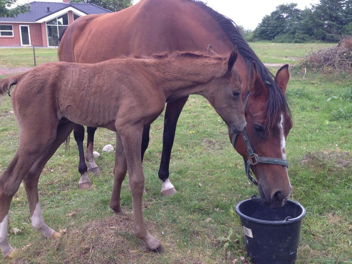 Arabisk fuldblod (OX) Lady Blunt Caiza Pox billede 15