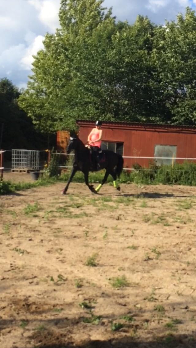 Anden særlig race Frejse (Freja) solgt - juni 2016 billede 2