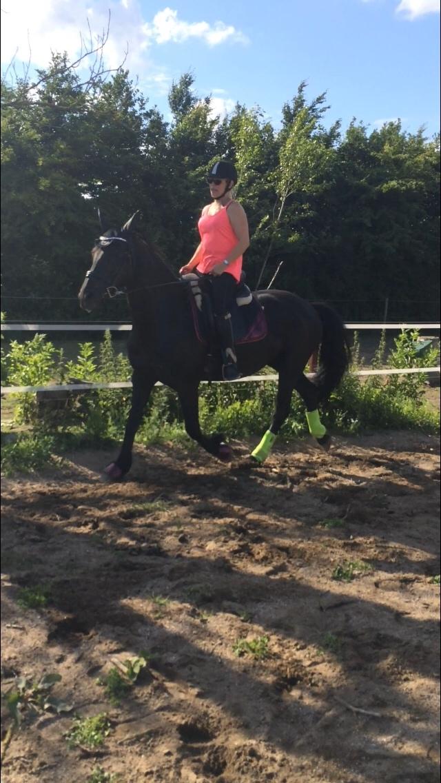 Anden særlig race Frejse (Freja) solgt - juni 2016 billede 3
