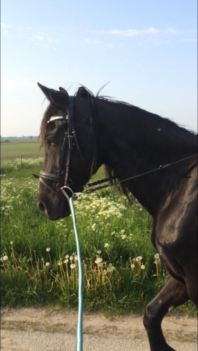 Anden særlig race Frejse (Freja) solgt - maj 2016 på tur billede 4