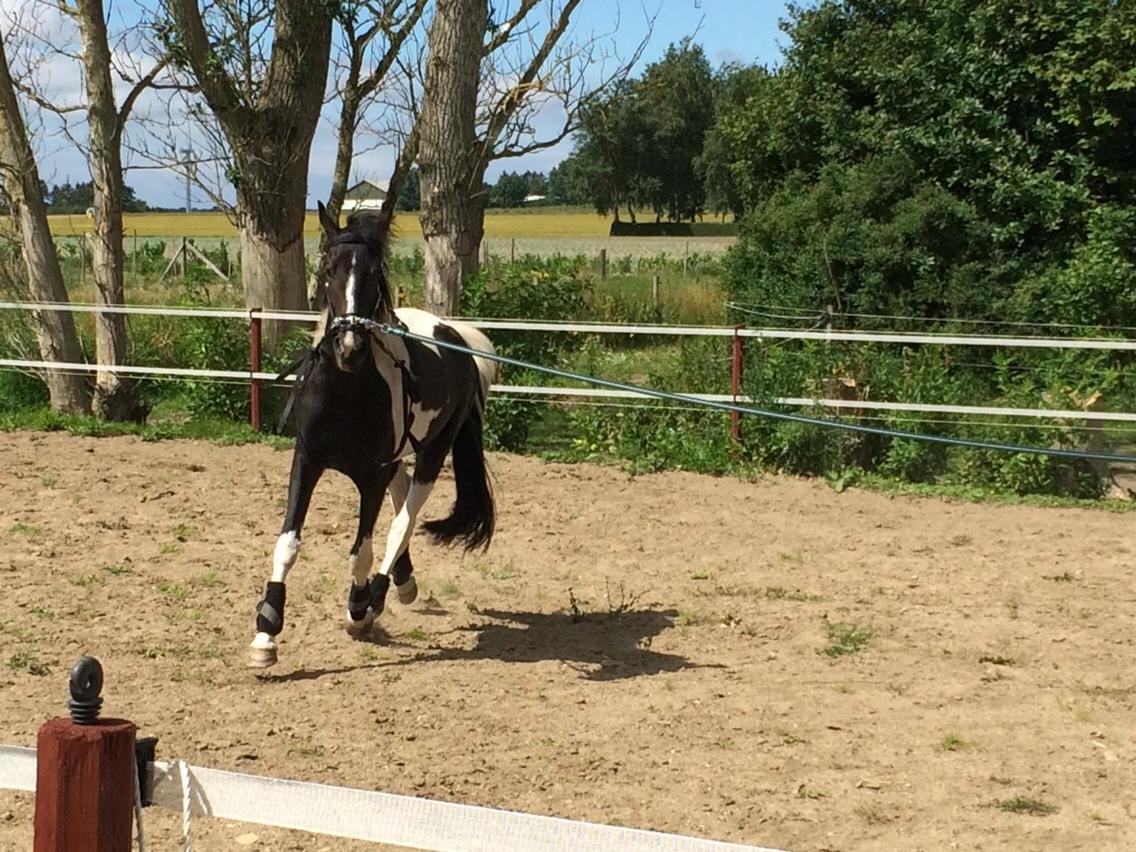 Barockpferd Jumanji af bjørholm <3 solgt<3 - juli 2016 billede 3