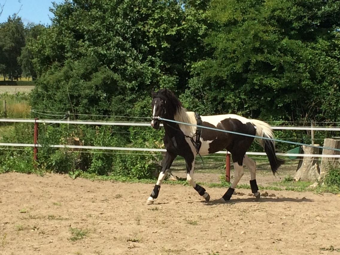 Barockpferd Jumanji af bjørholm <3 solgt<3 - juli 2016 billede 2