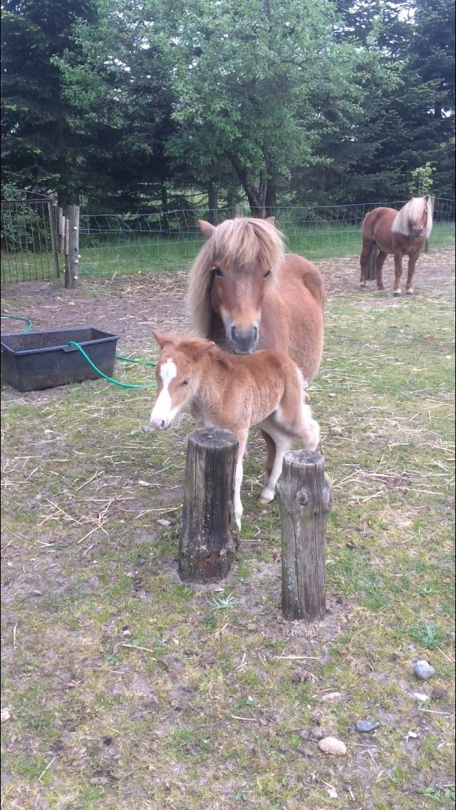 Shetlænder Lasse <3 billede 1