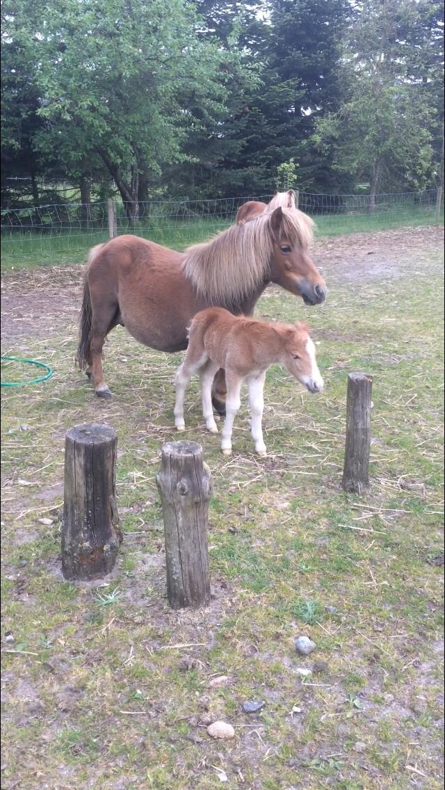 Shetlænder Lasse <3 billede 2