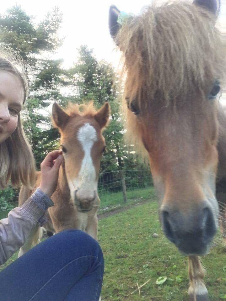 Shetlænder Lasse <3 billede 3