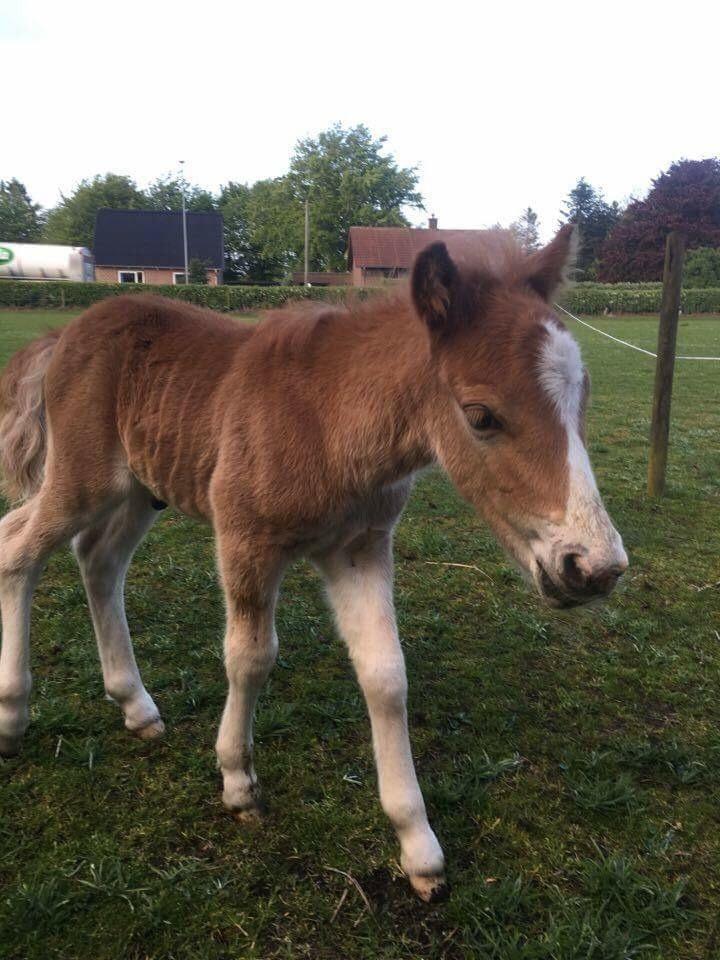 Shetlænder Lasse <3 billede 4