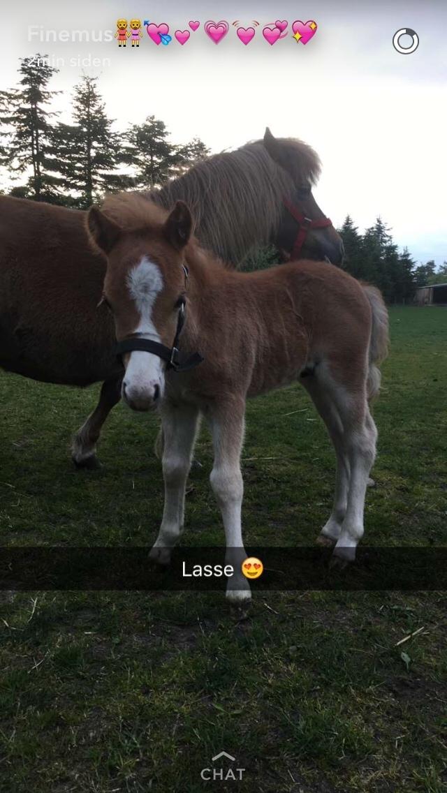 Shetlænder Lasse <3 billede 5