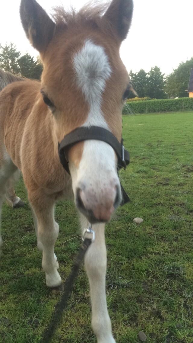 Shetlænder Lasse <3 billede 6