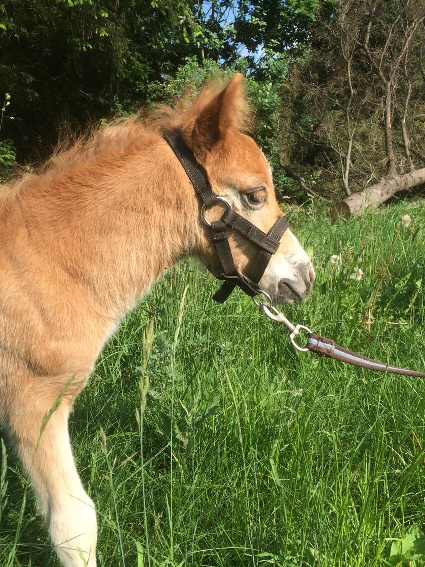 Shetlænder Lasse <3 billede 7