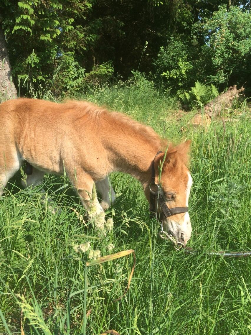Shetlænder Lasse <3 billede 8