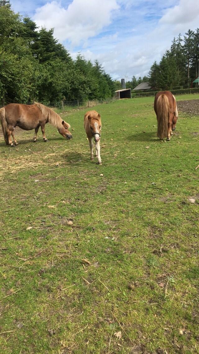 Shetlænder Lasse <3 billede 10