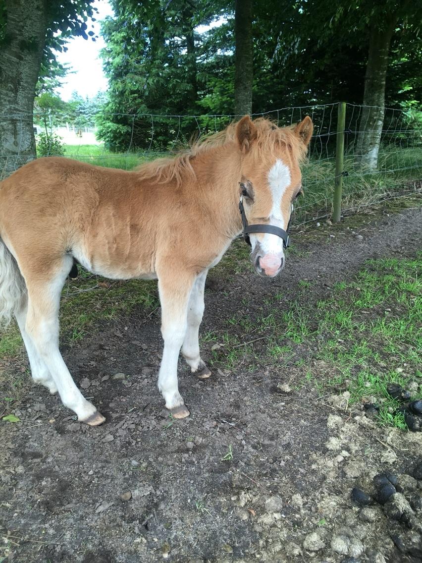 Shetlænder Lasse <3 billede 9