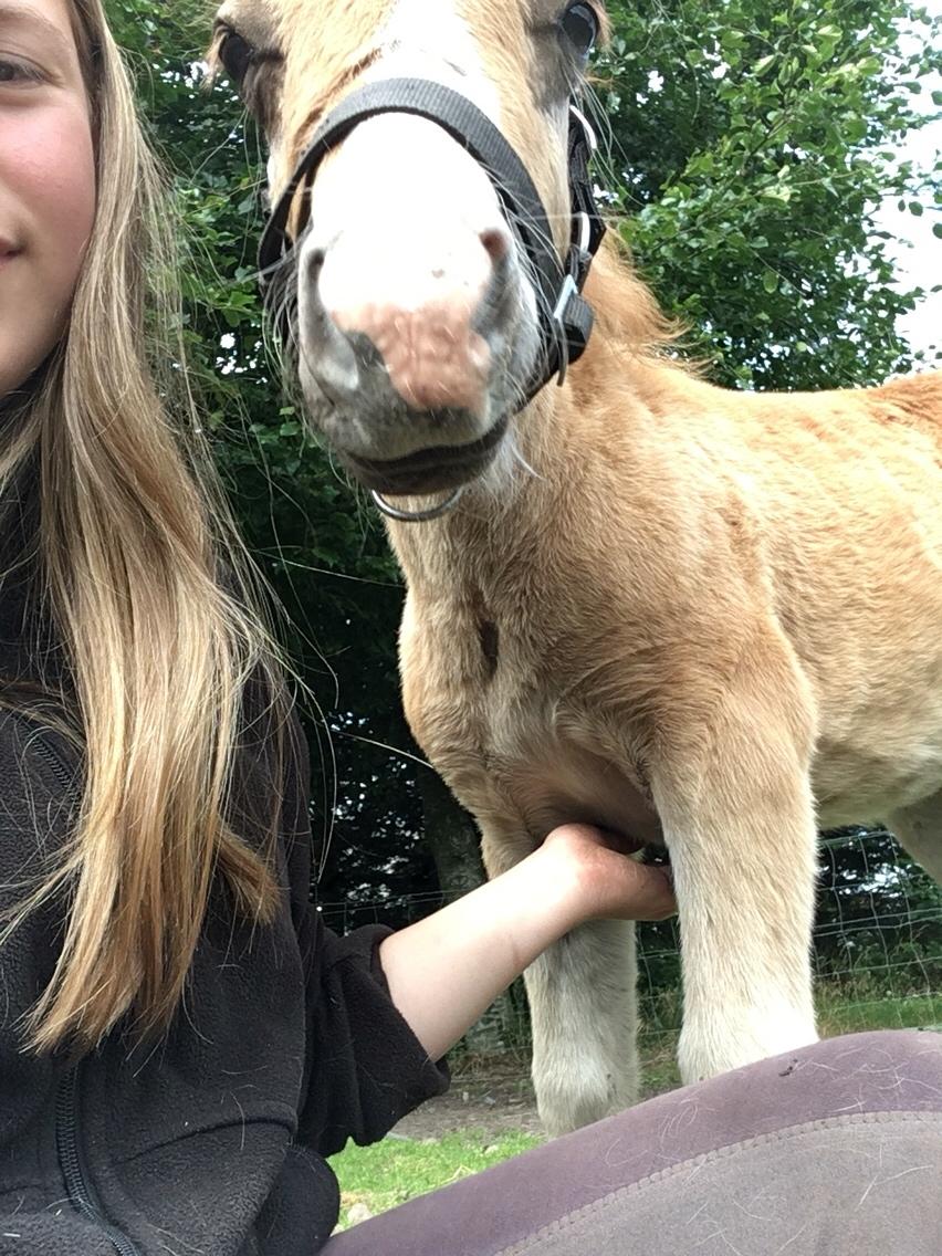 Shetlænder Lasse <3 billede 11