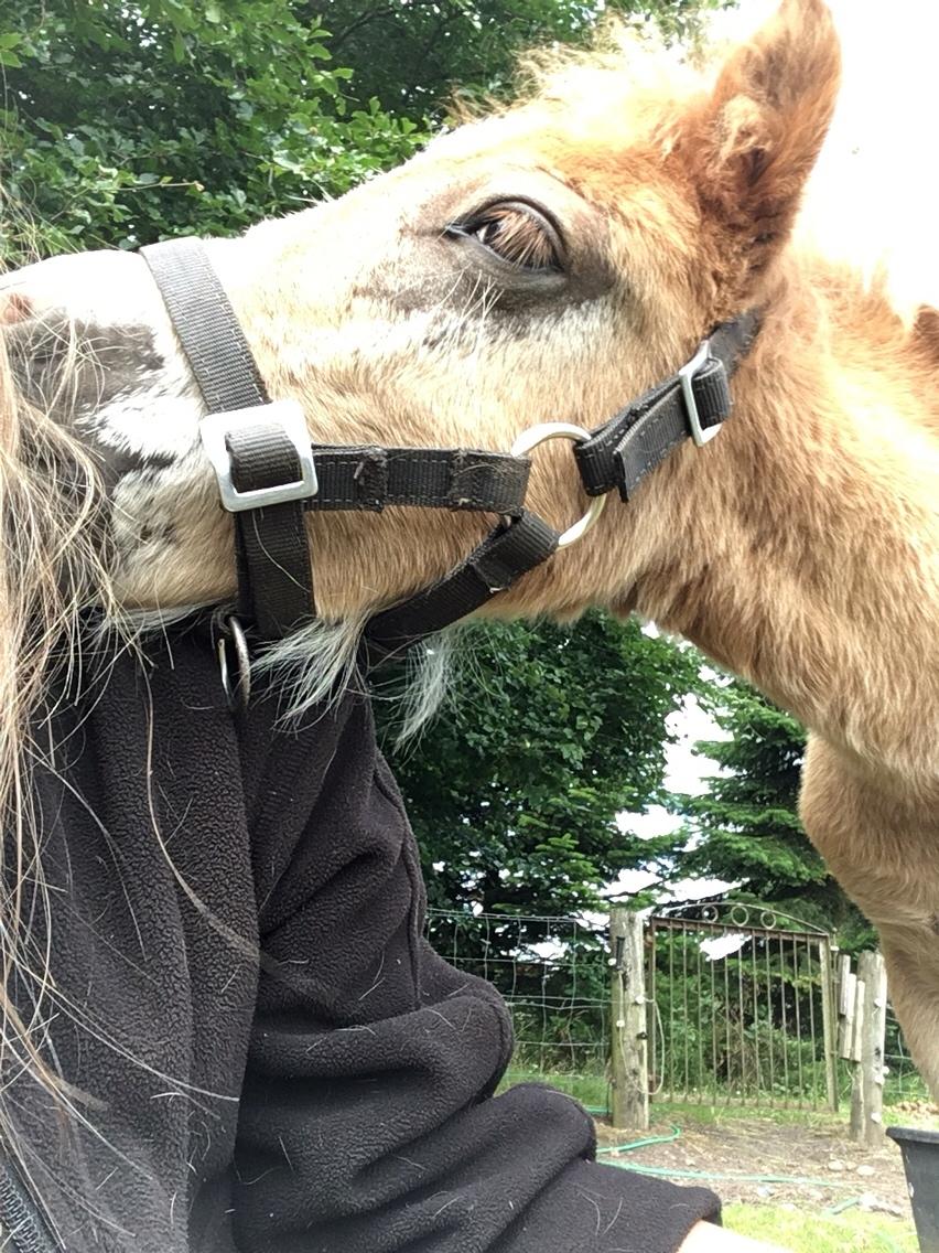 Shetlænder Lasse <3 billede 12