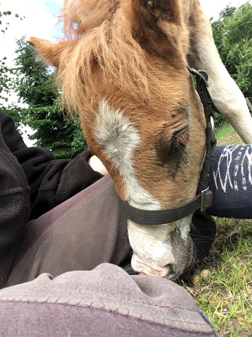 Shetlænder Lasse <3 billede 13