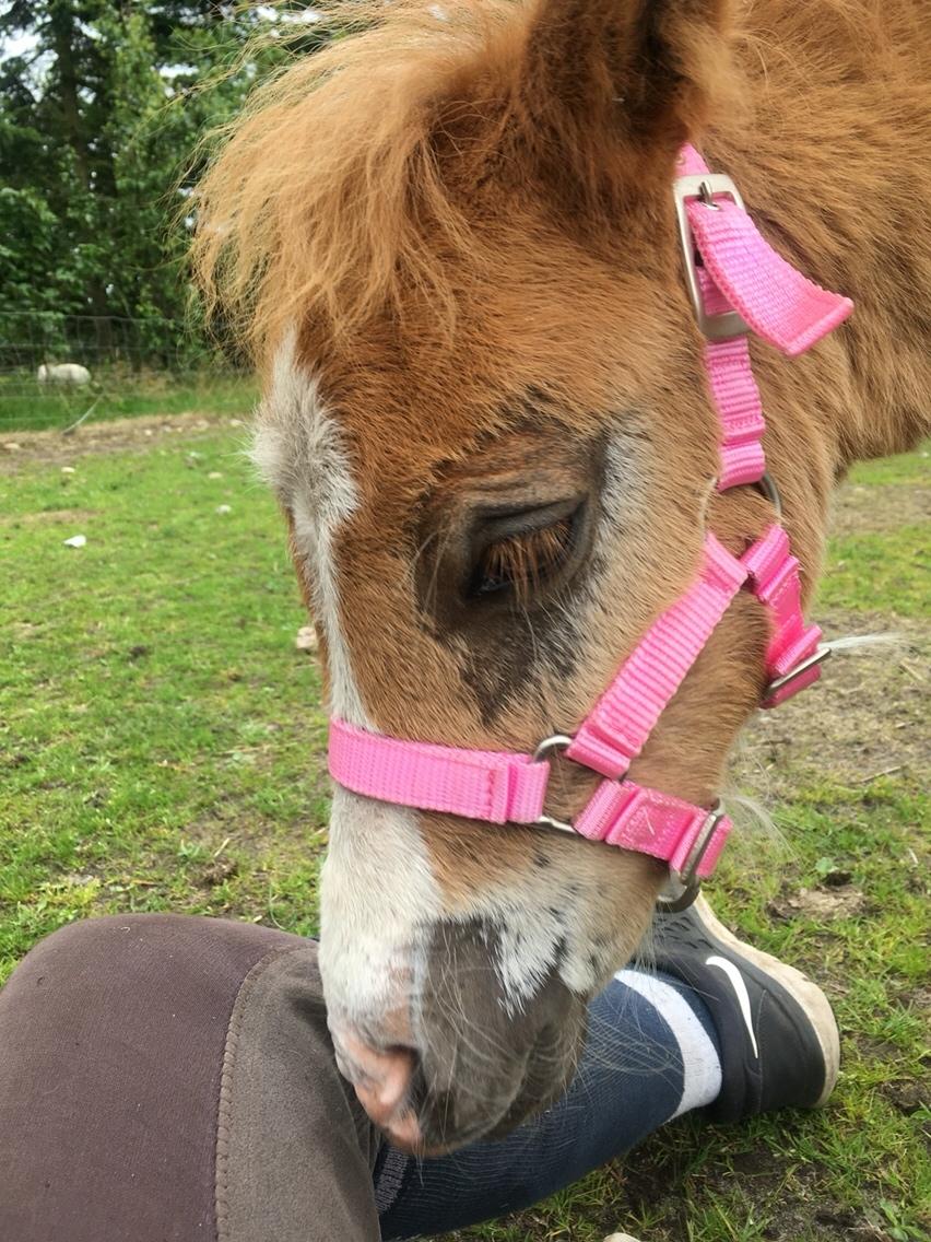 Shetlænder Lasse <3 billede 14