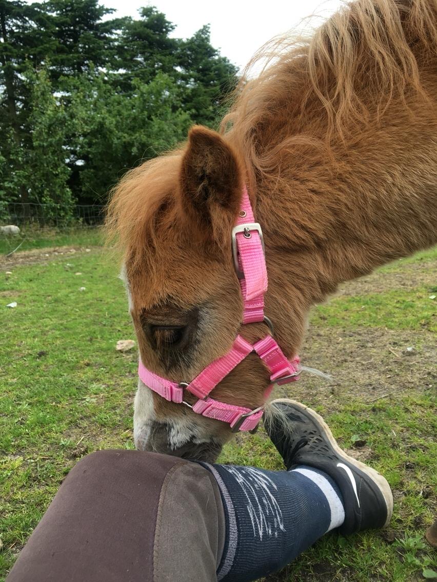 Shetlænder Lasse <3 billede 15