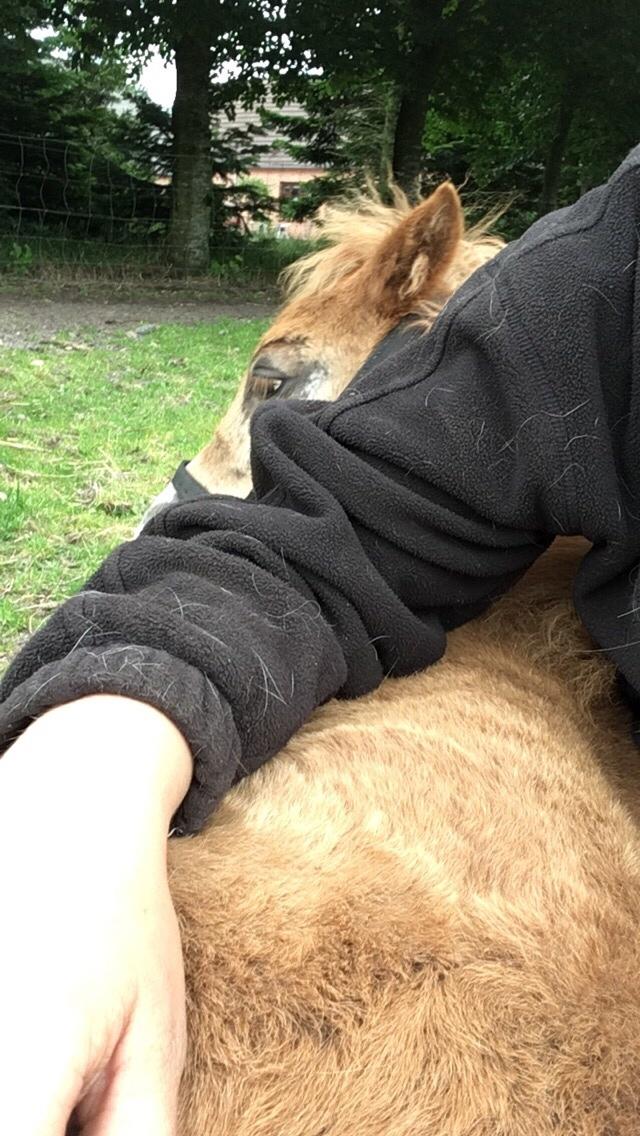 Shetlænder Lasse <3 billede 16