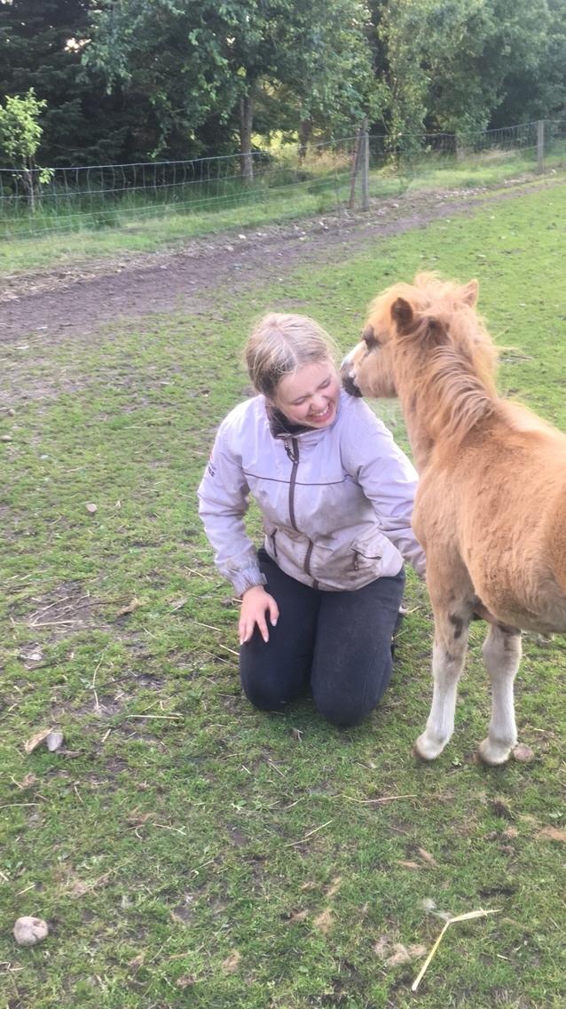 Shetlænder Lasse <3 billede 17