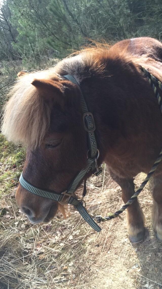 Shetlænder Ovesgårdsmindes Agathe (bliver kaldt Gamle) billede 4