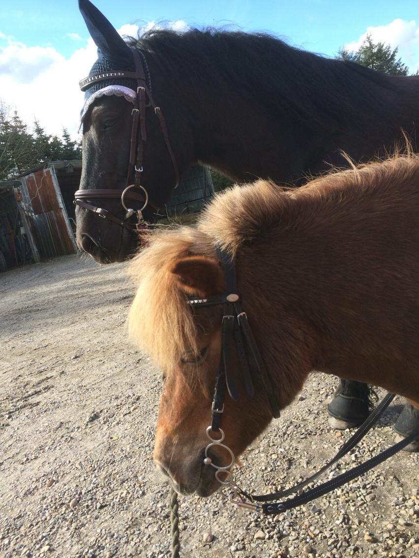 Shetlænder Ovesgårdsmindes Agathe (bliver kaldt Gamle) billede 5