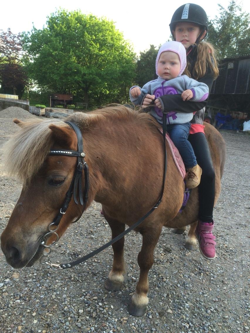 Shetlænder Ovesgårdsmindes Agathe (bliver kaldt Gamle) billede 6