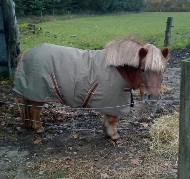 Shetlænder Ovesgårdsmindes Agathe (bliver kaldt Gamle) billede 13