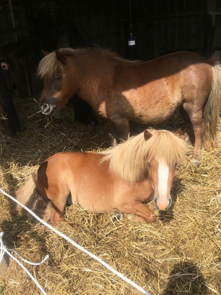 Shetlænder Ovesgårdsmindes Agathe (bliver kaldt Gamle) billede 15
