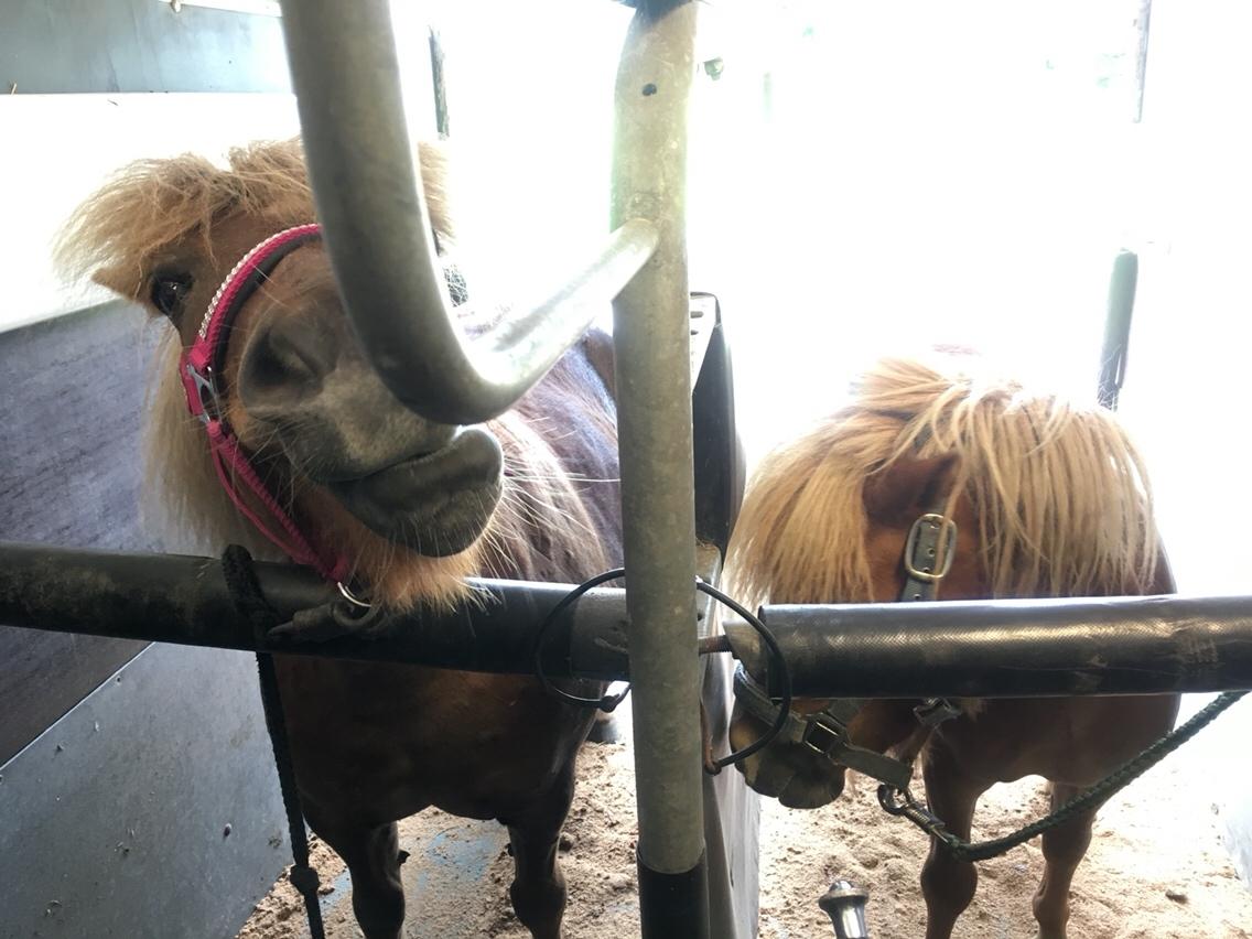 Shetlænder Ovesgårdsmindes Agathe (bliver kaldt Gamle) billede 17