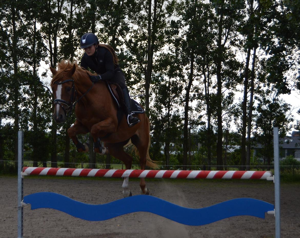 DSP Rawa's Dolce billede 2