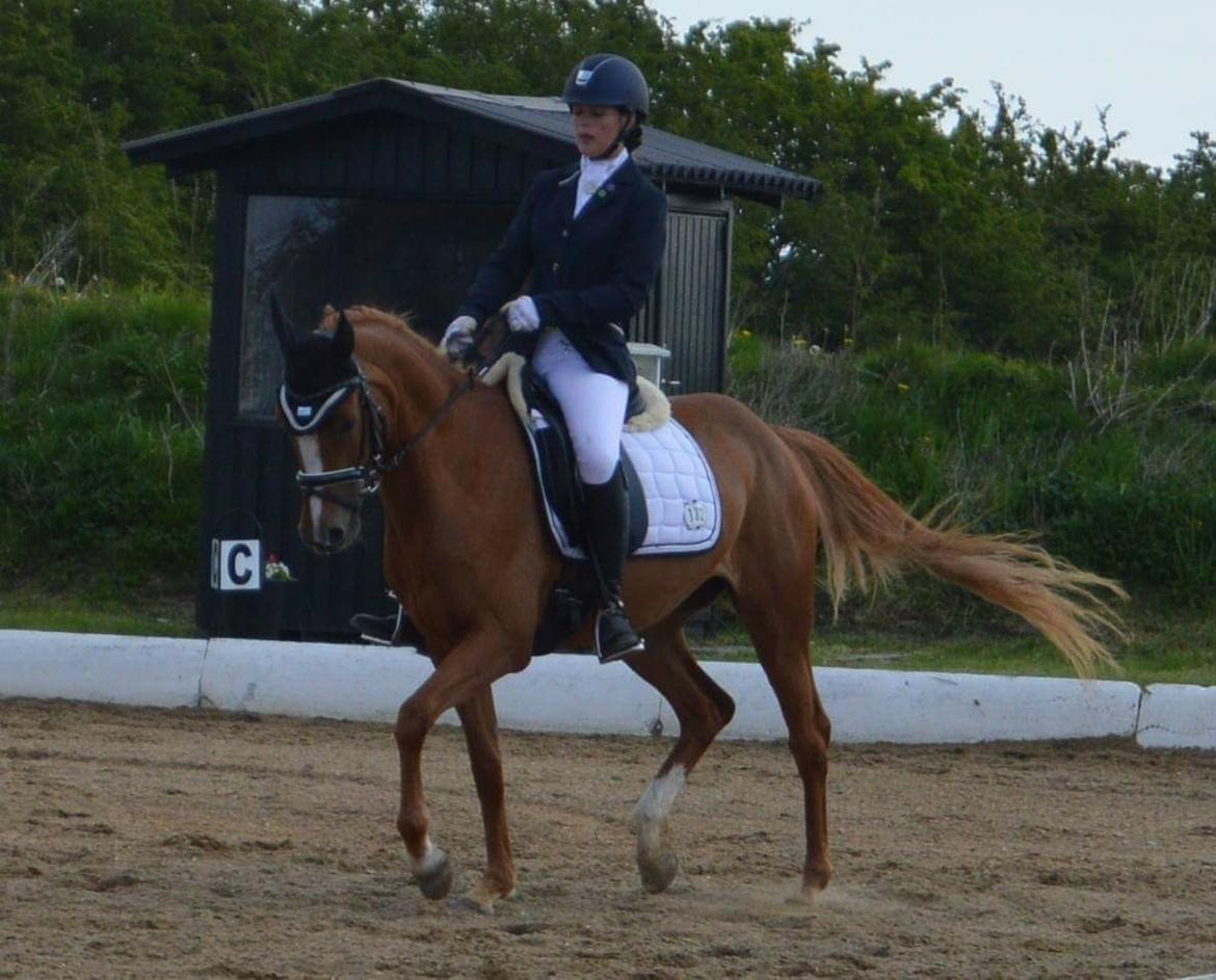 DSP Rawa's Dolce billede 10