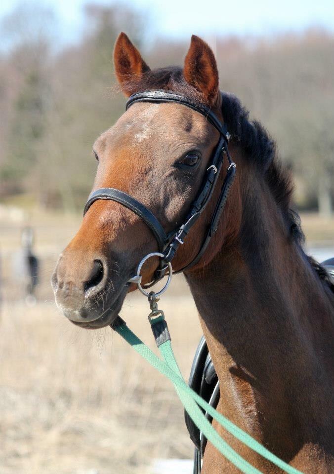 New Forest Jordy<3 billede 2
