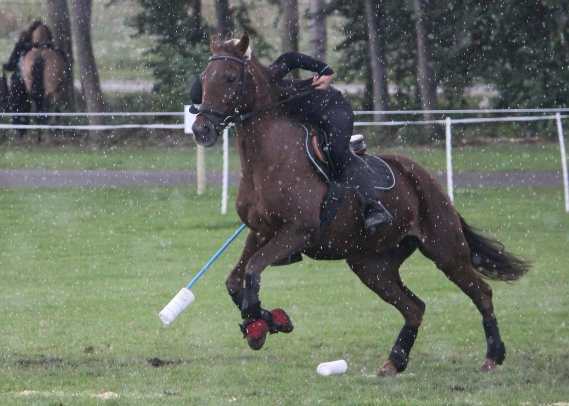 New Forest Jordy<3 billede 4