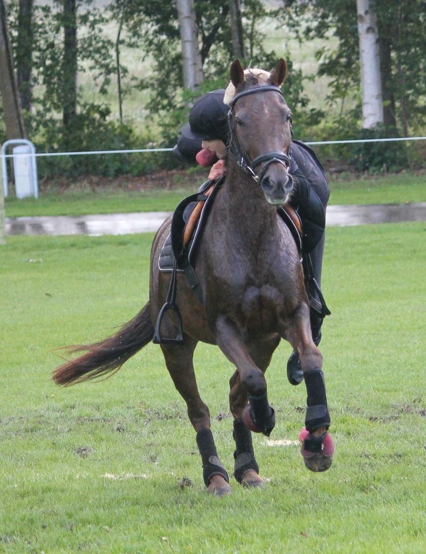 New Forest Jordy<3 billede 5