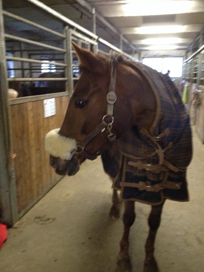 New Forest Jordy<3 billede 8